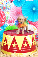Puppies