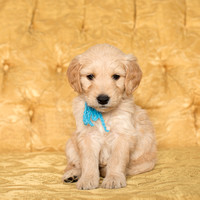 Puppies 2020