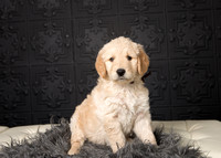 Golden Doodle Pups Feb 2018